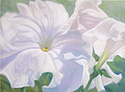 Petunia Duet Image